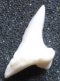 /products/isurus-oxyrinchus-mako2/